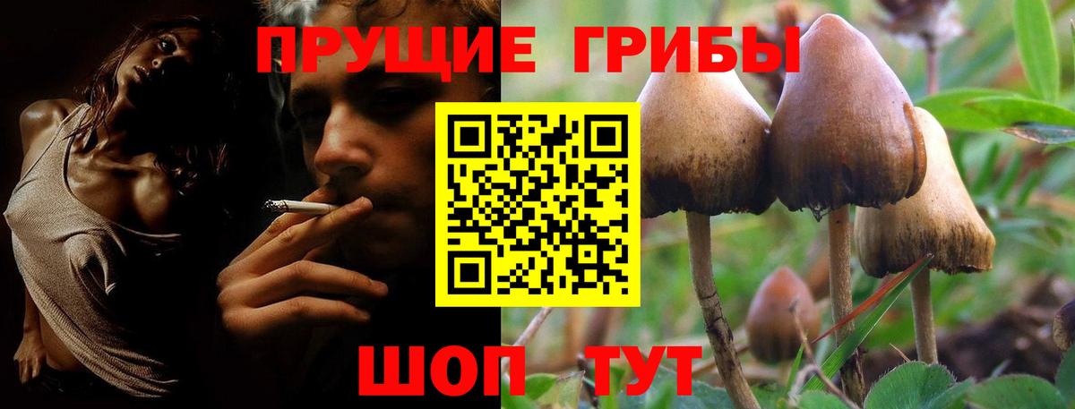 Протвино  Галлюциногенные грибы Cubensis  Вход с VPN 